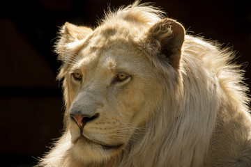 Jonge Afrikaanse leeuw staart.
