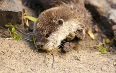 Fotobehang Baby otter speelt met steen. © photoPepp