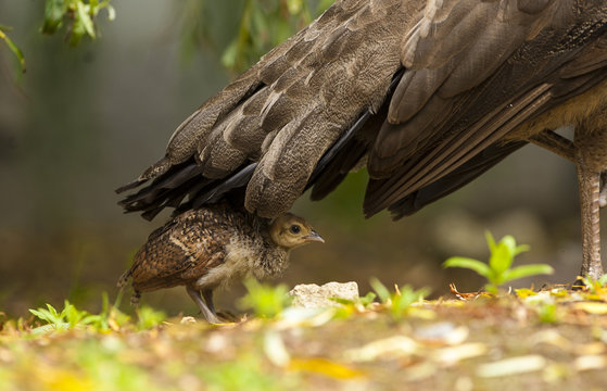 Pauw schuilt onder moeders staart.