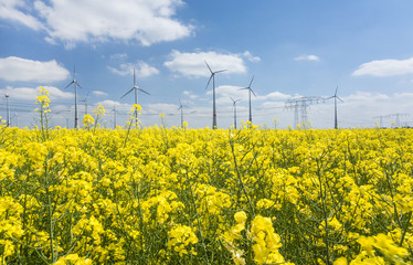 Blühendes Rapsfeld mit Windpark