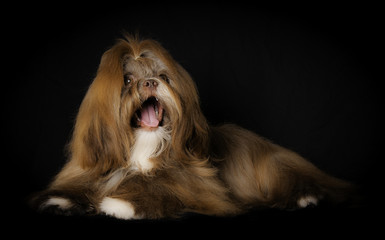 Naklejka premium Shih-Tzu en studio sur fond noir