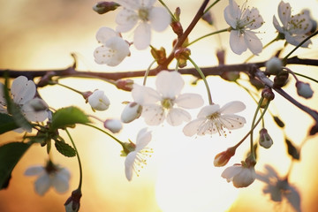 foliage and flowers of trees against the sunset