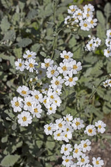 Тысячелистник серебряный (Achillea argentia). Цветущий куст © Starover Sibiriak