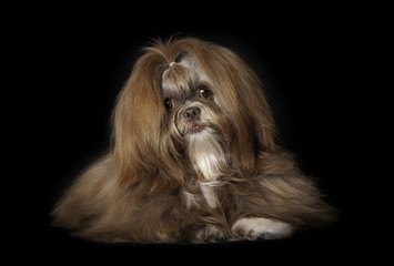 Naklejka premium Shih-tzu en studio sur fond noir