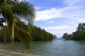 Koh Mook Island Mangroves.