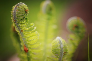 young sprout of fern