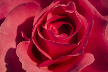 A close-up of red roses.