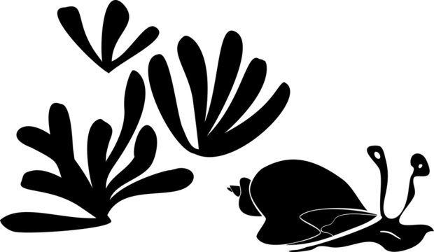 silhouettes of marine snail and anemone