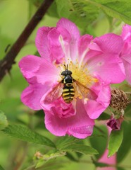 Rose sauvage, églantier
