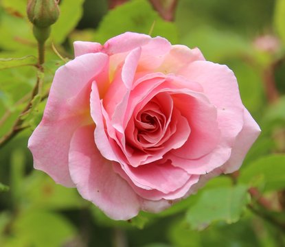 Rose sauvage, &eacute;glantier