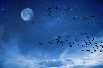 Fototapeta na wymiar Night background concept migratory birds