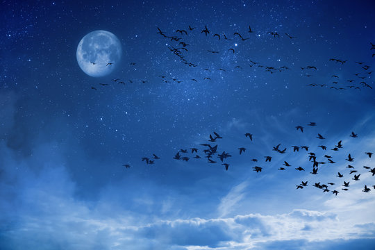 Night background concept migratory birds