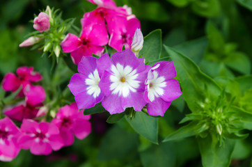 Fototapeta premium Purple flowers