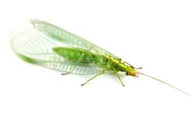 Insect Common green lacewing or Chrysoperla carnea