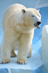 Plakat Белый медведь.