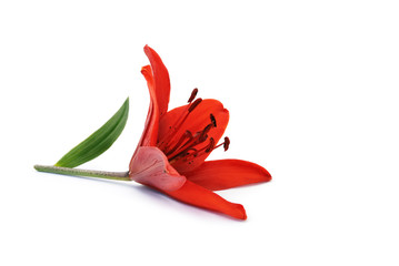 Rote Lilie © Marty Kropp