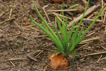 Obraz premium onions growing on the ridge