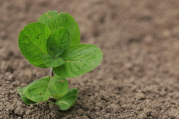fragrant mint freshness of summer