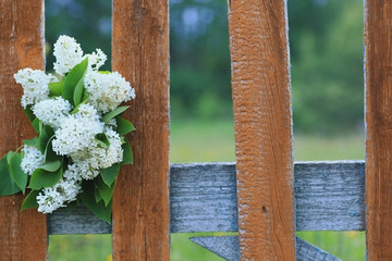 lilies of the valley at sunset