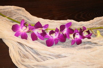 Orchid and veil © ramona georgescu