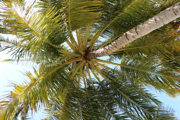 Obraz na płótnie Canvas sky and palms on Maldives