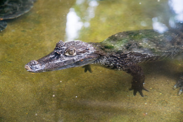 crocodile