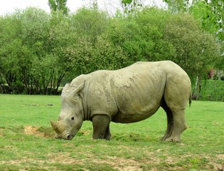 Fototapeta premium rhinocéros