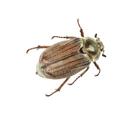 may-bug isolated on white background