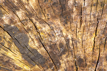 Wooden texture