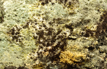 mold on bread, background