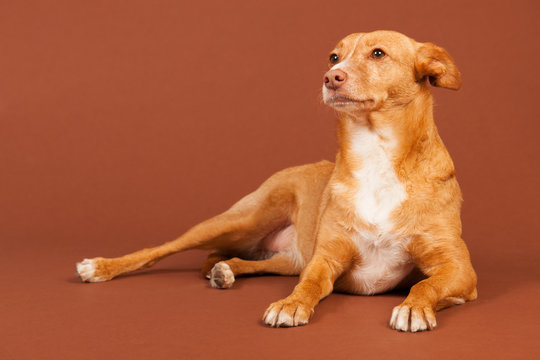 Andalusian hound