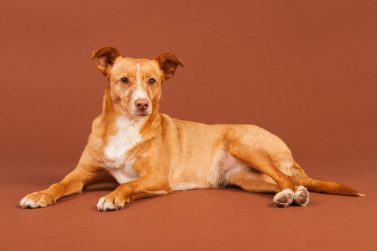 Andalusian hound