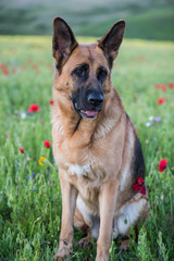 German shepherd dog on summer meadow with flowers