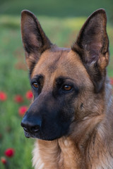 German shepherd dog on summer meadow with flowers