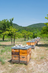 Bee hives in orchard