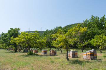 Fototapeta na wymiar Bee hives in orchard