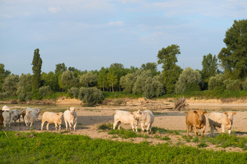 Obraz premium Charolais cows in river landscape