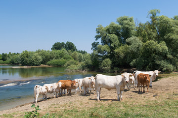 Charolais cows in river