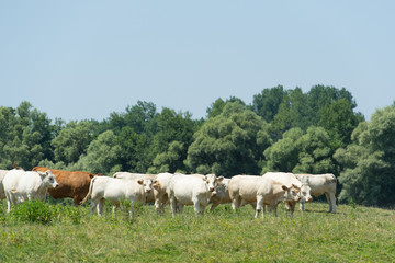 Naklejka na ściany i meble Charolais cows in France