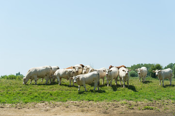 French Charolais cattle cows