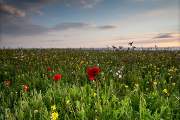 Idyllic landscape of summer wild flowers meadow in West Pentire,