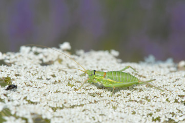 Grasshopper on cow parsley