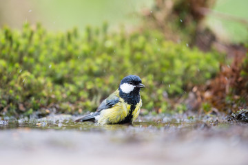 Great tit in water