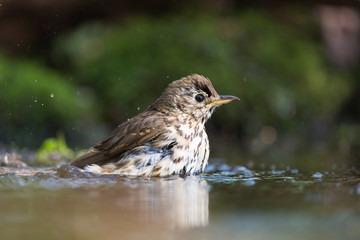 Mistle Thrush bathing in nature water