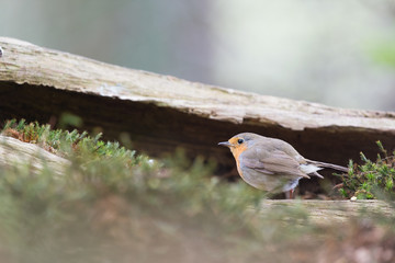 European Robin in tree
