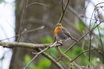 European Robin in tree