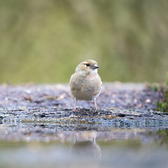 Female common chaffinch