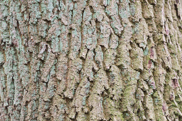 tree bark
