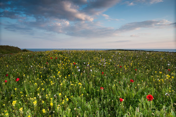 Idyllic landscape of summer wild flowers meadow in West Pentire,