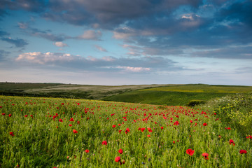 Idyllic landscape of summer wild flowers meadow in West Pentire,